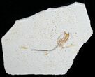 Unusual Solnhofen Fossil Fish Orthogoniklethrus hoelli #6174-1